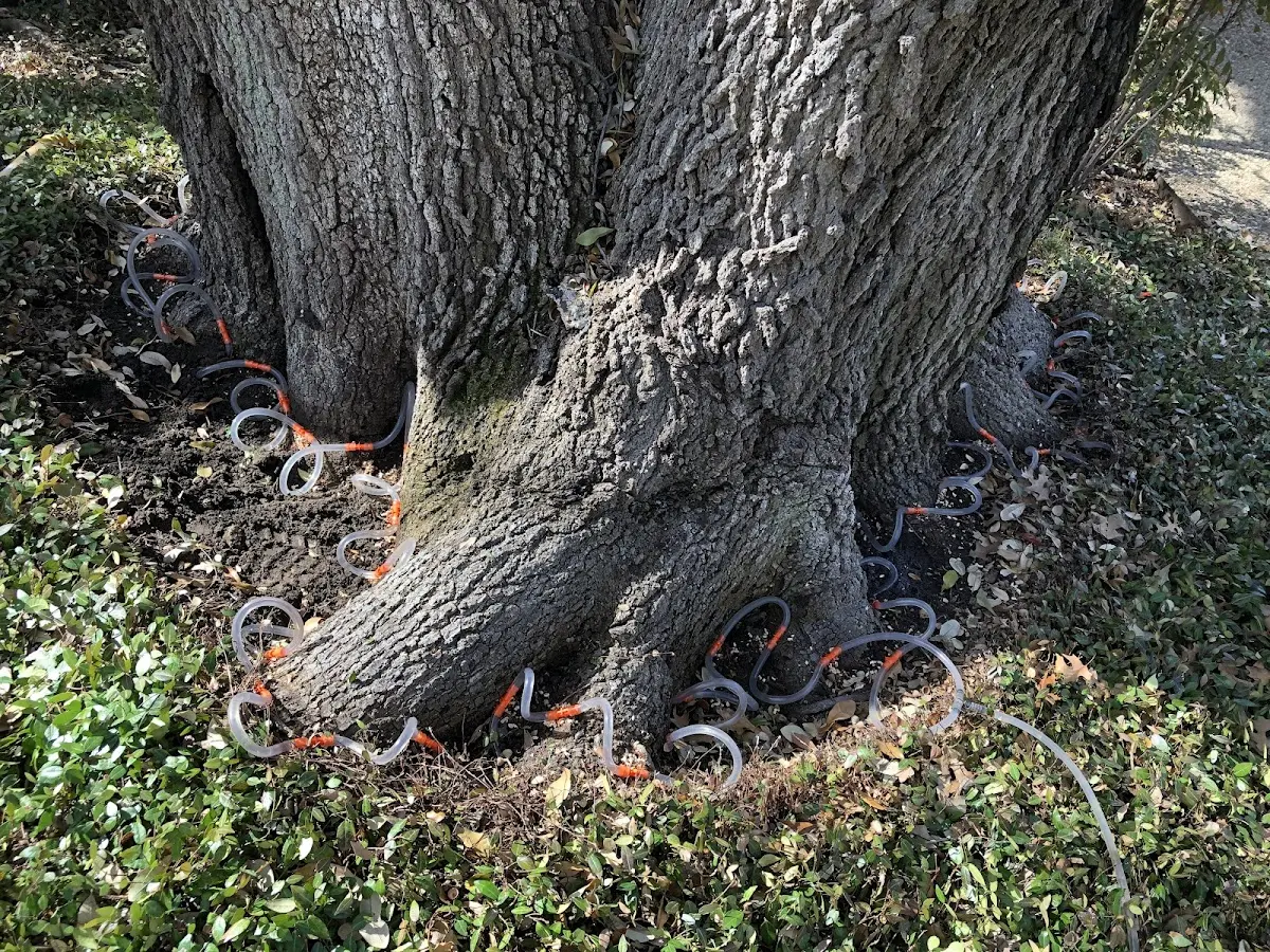 Detailed Tree Cabling and Bracing job site in Au Sable Forks