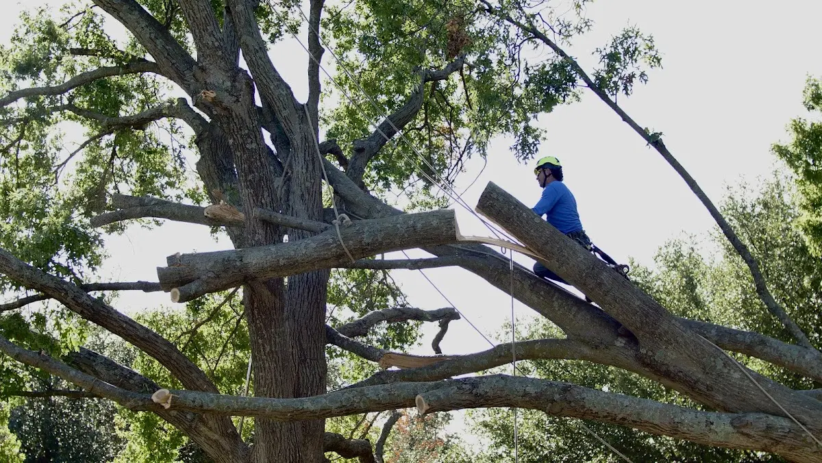 Professional Crown Thinning performed by certified arborists in Au Sable Forks