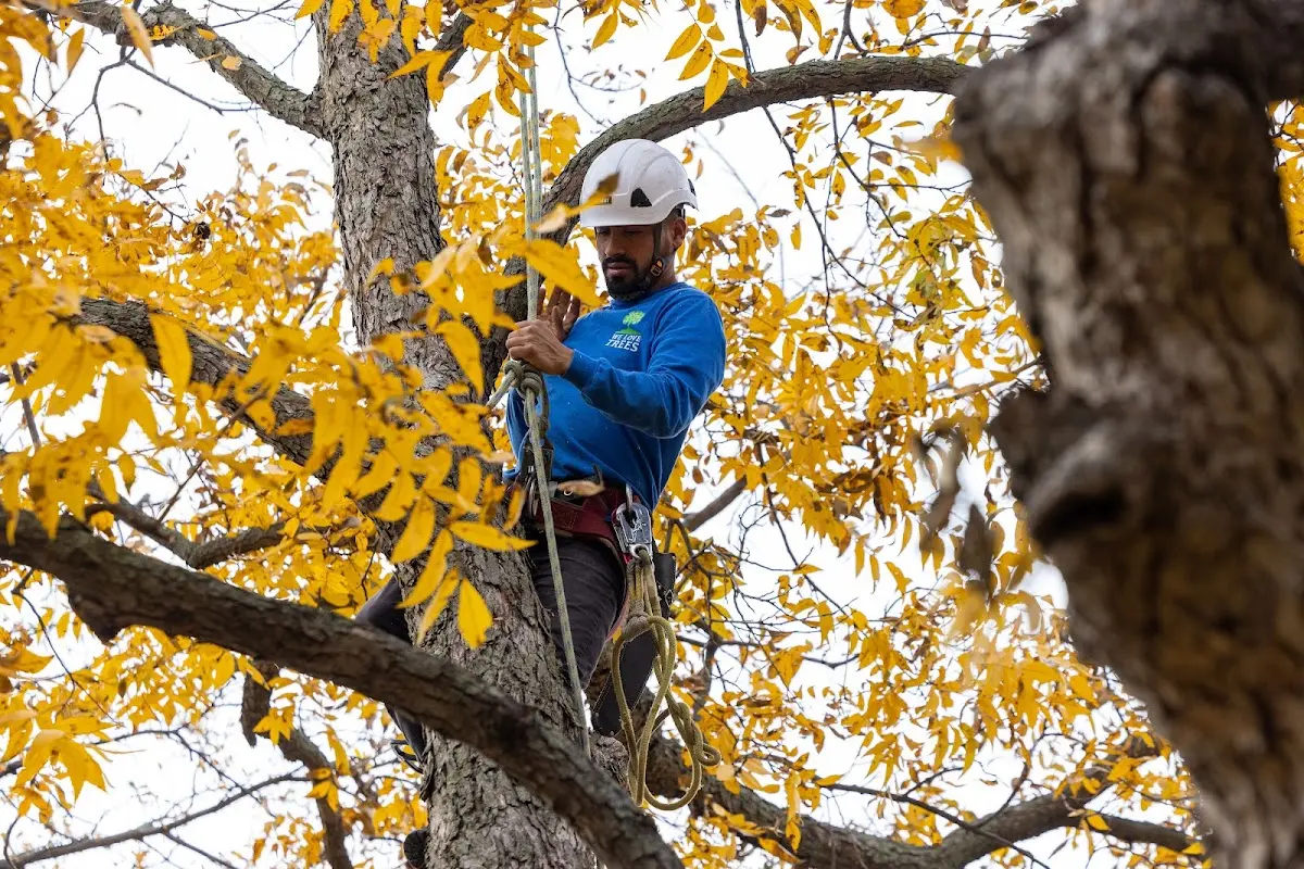 Skilled Tree Trimming crew working in Au Sable Forks